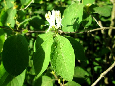 Rote Heckenkirsche (Lonicera xylosteum) in der Schwetzinger Hardt