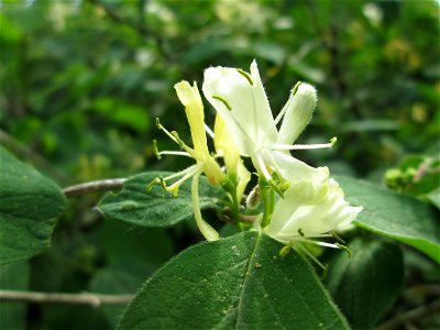 Rote Heckenkirsche (Lonicera xylosteum) in Hockenheim