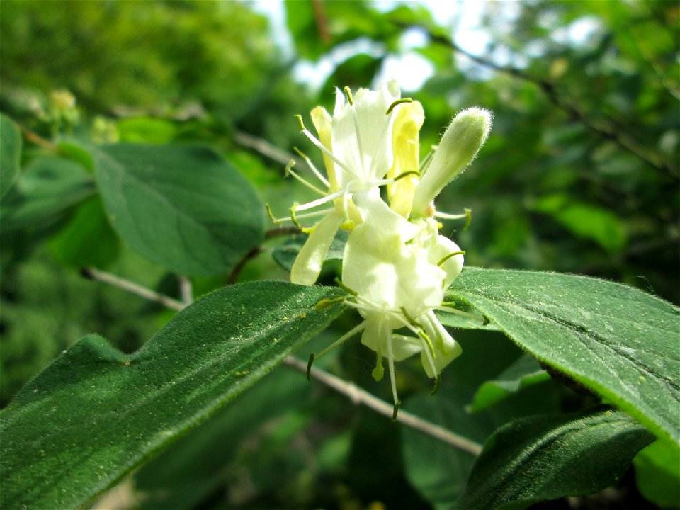 Rote Heckenkirsche (Lonicera xylosteum) in Hockenheim