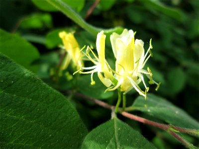 Rote Heckenkirsche (Lonicera xylosteum) in Hockenheim