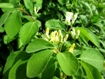 Rote Heckenkirsche (Lonicera xylosteum) in Hockenheim
