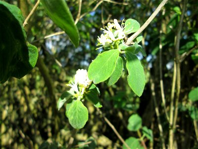 Rote Heckenkirsche (Lonicera xylosteum) im Naturschutzgebiet „Bachwiesen/Leopoldswiesen“ im Hockenheimer Rheinbogen