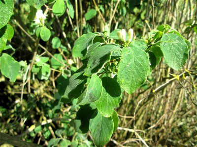 Rote Heckenkirsche (Lonicera xylosteum) im Naturschutzgebiet „Bachwiesen/Leopoldswiesen“ im Hockenheimer Rheinbogen