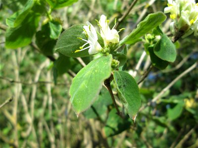 Rote Heckenkirsche (Lonicera xylosteum) im Naturschutzgebiet „Bachwiesen/Leopoldswiesen“ im Hockenheimer Rheinbogen
