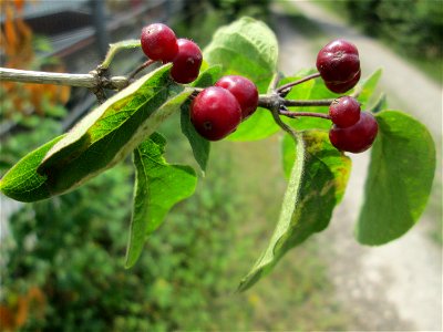 Rote Heckenkirsche (Lonicera xylosteum) in der Schwetzinger Hardt