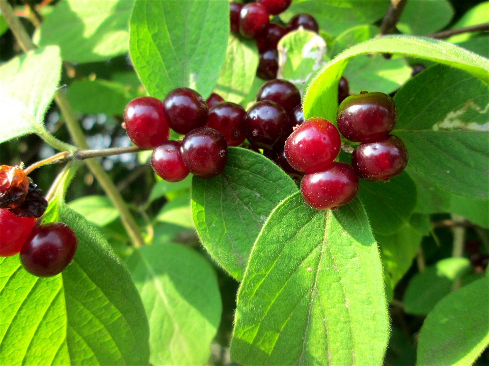 Früchte der Roten Heckenkirsche (Lonicera xylosteum) im Almet in Sankt Arnual