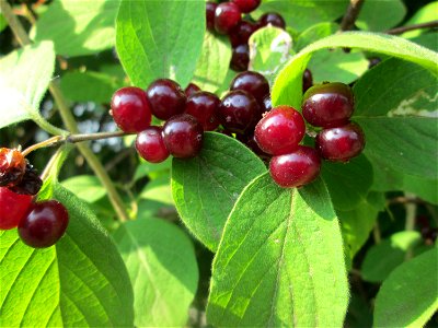 Früchte der Roten Heckenkirsche (Lonicera xylosteum) im Almet in Sankt Arnual