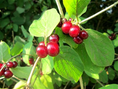 Früchte der Roten Heckenkirsche (Lonicera xylosteum) im Almet in Sankt Arnual