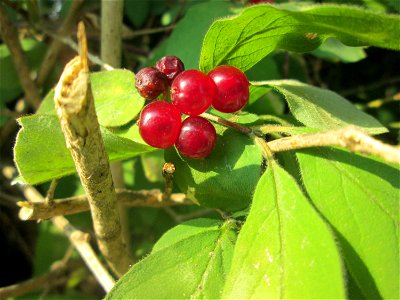 Früchte der Roten Heckenkirsche (Lonicera xylosteum) im Almet in Sankt Arnual