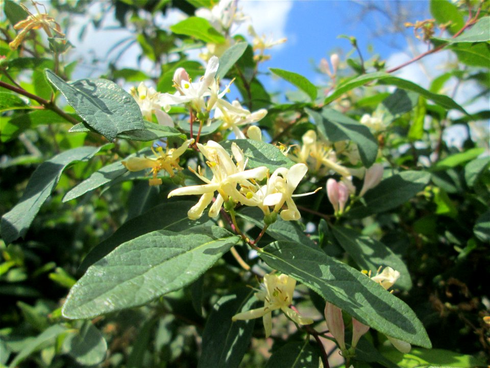 Rote Heckenkirsche (Lonicera xylosteum) in einer Hecke am Bahndamm in Hockenheim