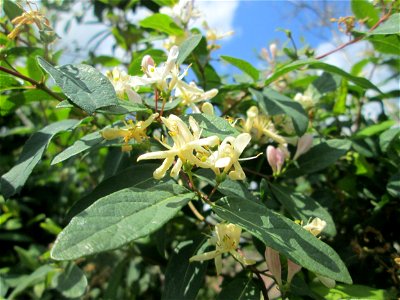 Rote Heckenkirsche (Lonicera xylosteum) in einer Hecke am Bahndamm in Hockenheim