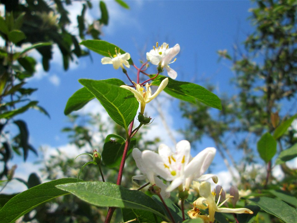 Rote Heckenkirsche (Lonicera xylosteum) in einer Hecke am Bahndamm in Hockenheim