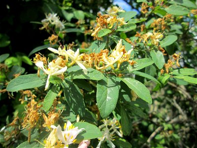 Rote Heckenkirsche (Lonicera xylosteum) in einer Hecke am Bahndamm in Hockenheim
