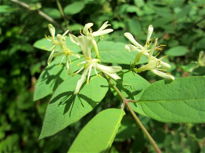 Rote Heckenkirsche (Lonicera xylosteum) in der Schwetzinger Hardt