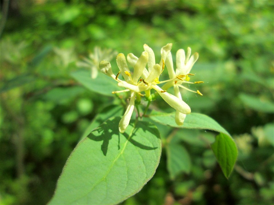 Rote Heckenkirsche (Lonicera xylosteum) in der Schwetzinger Hardt