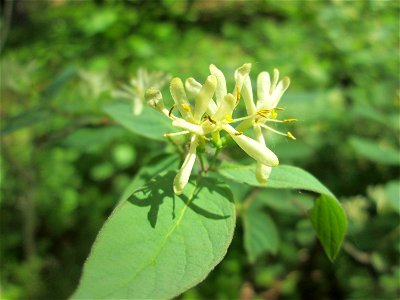 Rote Heckenkirsche (Lonicera xylosteum) in der Schwetzinger Hardt
