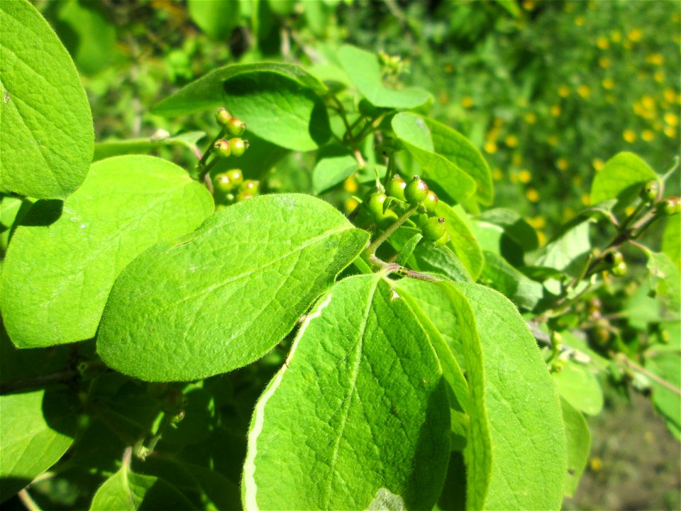 Rote Heckenkirsche (Lonicera xylosteum) in Hockenheim
