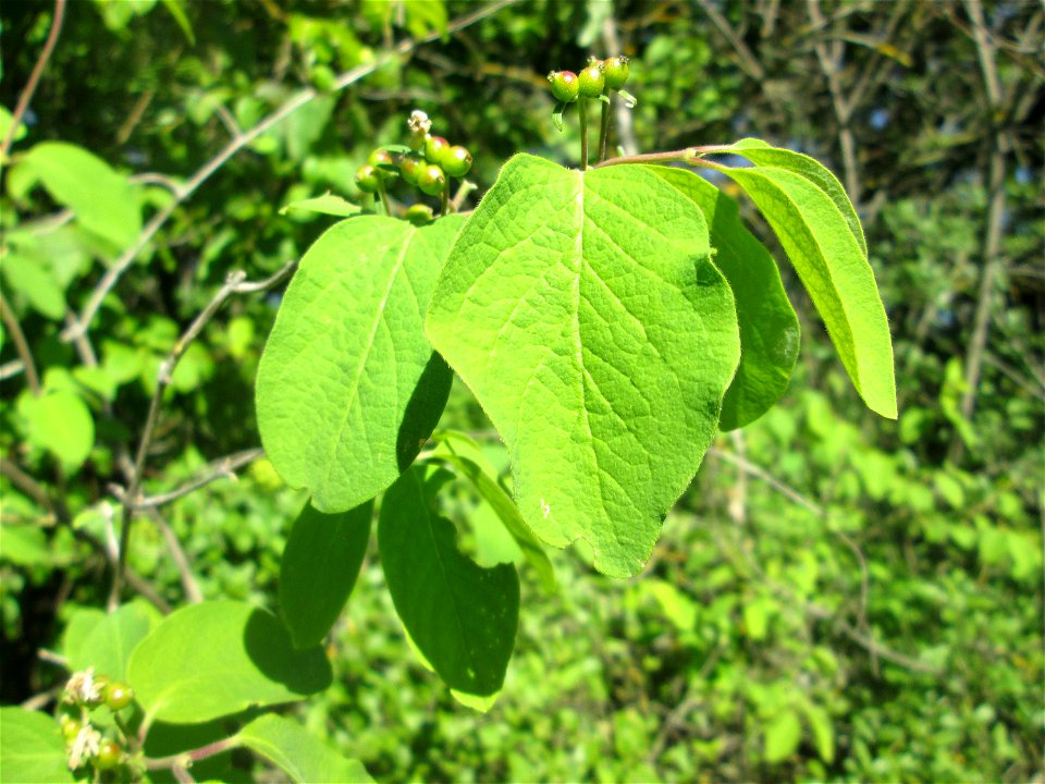 Rote Heckenkirsche (Lonicera xylosteum) in Hockenheim
