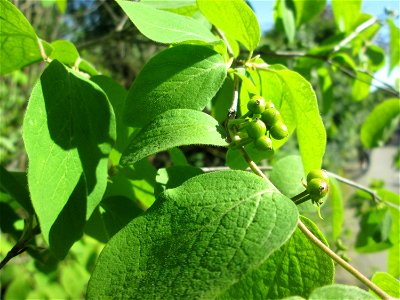 Rote Heckenkirsche (Lonicera xylosteum) in Hockenheim