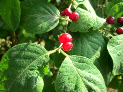Rote Heckenkirsche (Lonicera xylosteum) im Bürgerpark Saarbrücken