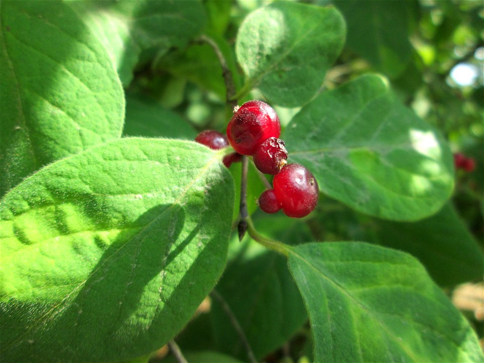 Rote Heckenkirsche (Lonicera xylosteum) im Bürgerpark Saarbrücken