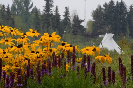 Yellow purple olds college