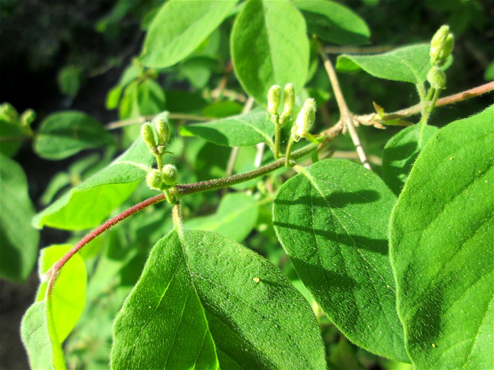 Rote Heckenkirsche (Lonicera xylosteum) im Güdinger Allmet