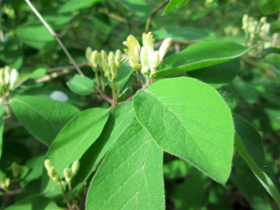 Rote Heckenkirsche (Lonicera xylosteum) im Güdinger Allmet