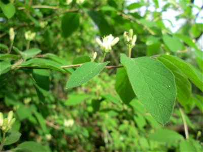 Rote Heckenkirsche (Lonicera xylosteum) im Güdinger Allmet