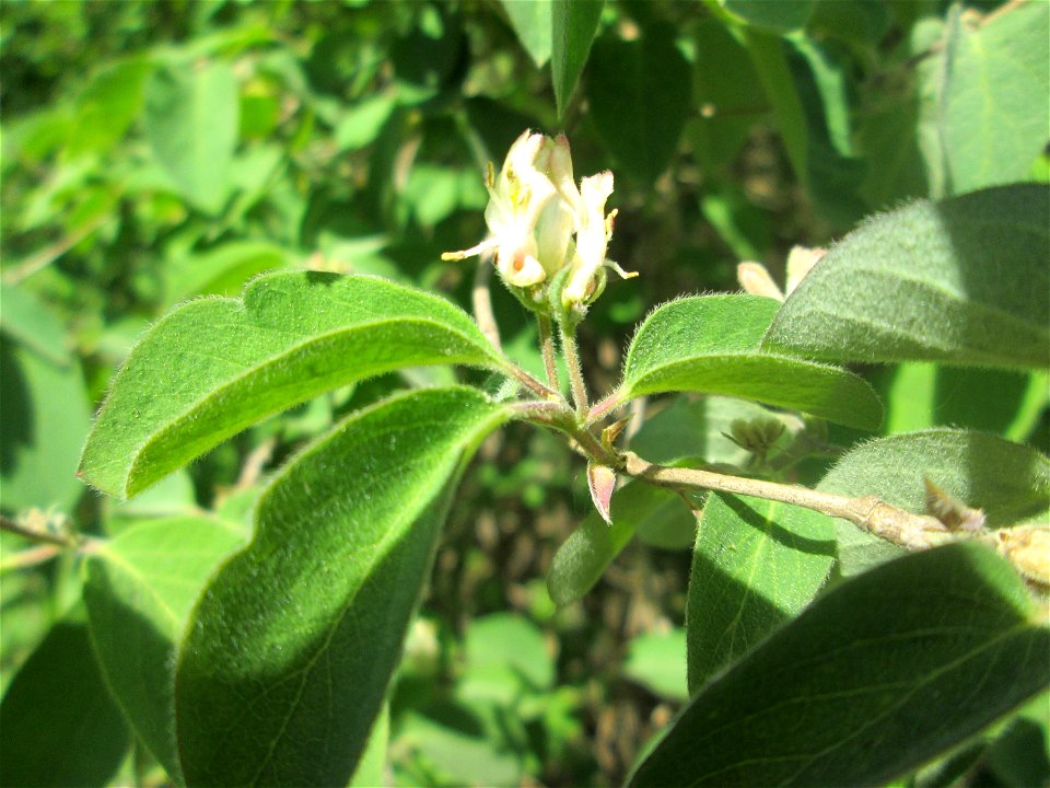 Rote Heckenkirsche (Lonicera xylosteum) im Güdinger Allmet