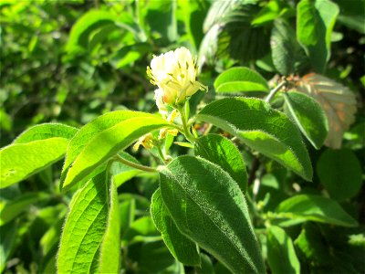 Rote Heckenkirsche (Lonicera xylosteum) im Güdinger Allmet