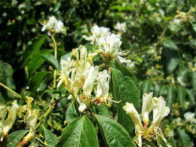 Rote Heckenkirsche (Lonicera xylosteum) im Landschaftsschutzgebiet „Wisch- und Wogbachtal“ bei Fechingen