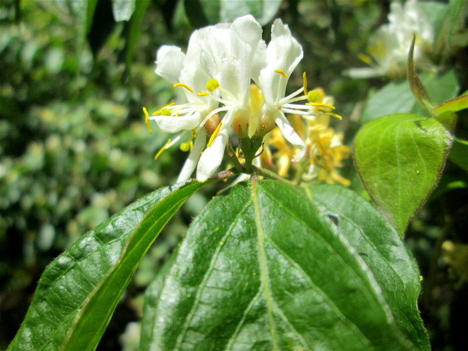 Rote Heckenkirsche (Lonicera xylosteum) im Landschaftsschutzgebiet „Wisch- und Wogbachtal“ bei Fechingen