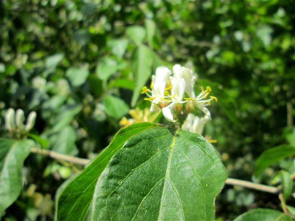 Rote Heckenkirsche (Lonicera xylosteum) im Landschaftsschutzgebiet „Wisch- und Wogbachtal“ bei Fechingen