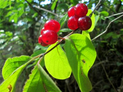 Rote Heckenkirsche (Lonicera xylosteum) an einer Brückenböschung in Güdingen