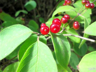 Rote Heckenkirsche (Lonicera xylosteum) an einer Brückenböschung in Güdingen