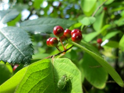 Rote Heckenkirsche (Lonicera xylosteum) an einer Brückenböschung in Güdingen
