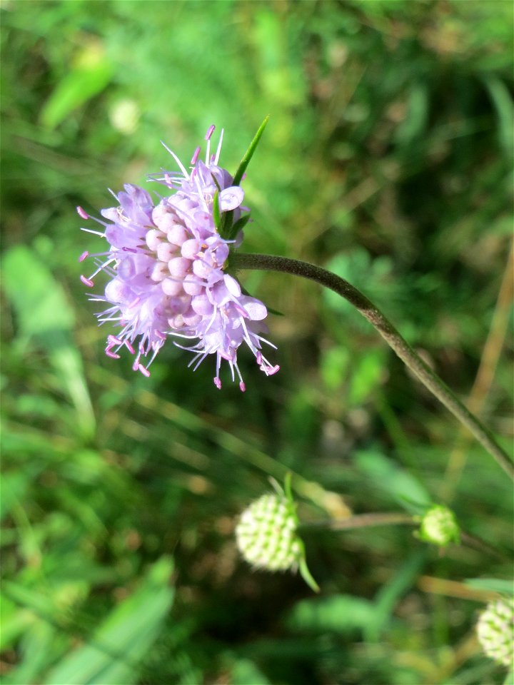Gewöhnlicher Teufelsabbiss (Succisa pratensis) im Schwetzinger Hardt - an der Bahnstrecke zwischen Hockenheim und Oftersheim findet sich eine bemerkenswerte Sand-Trockenrasen-Vegetation