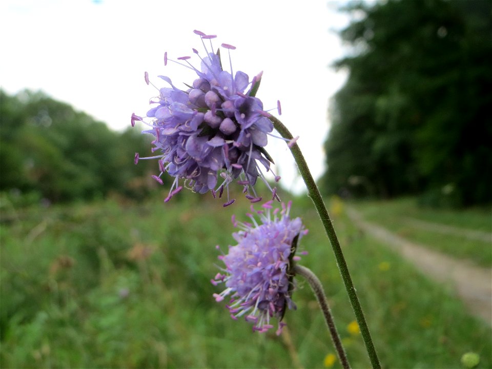 Gewöhnlicher Teufelsabbiss (Succisa pratensis) an einem Randstreifen der Rheinbahn in der Schwetzinger Hardt mit binnendünenartiger Vegetation