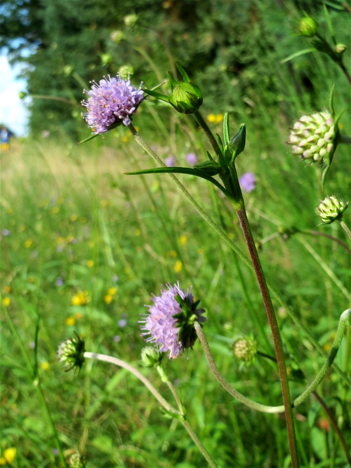 Gewöhnlicher Teufelsabbiss (Succisa pratensis) im Schwetzinger Hardt - an der Bahnstrecke zwischen Hockenheim und Oftersheim findet sich eine bemerkenswerte Sand-Trockenrasen-Vegetation