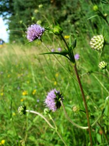 Gewöhnlicher Teufelsabbiss (Succisa pratensis) im Schwetzinger Hardt - an der Bahnstrecke zwischen Hockenheim und Oftersheim findet sich eine bemerkenswerte Sand-Trockenrasen-Vegetation