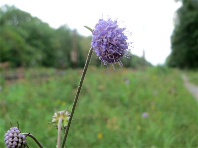 Gewöhnlicher Teufelsabbiss (Succisa pratensis) an einem Randstreifen der Rheinbahn in der Schwetzinger Hardt mit binnendünenartiger Vegetation