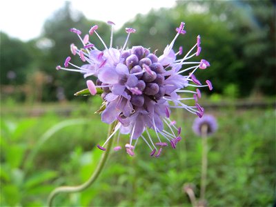 Gewöhnlicher Teufelsabbiss (Succisa pratensis) an einem Randstreifen der Rheinbahn in der Schwetzinger Hardt mit binnendünenartiger Vegetation