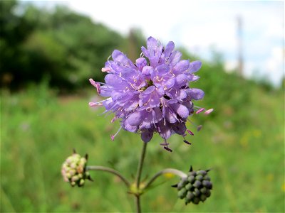 Gewöhnlicher Teufelsabbiss (Succisa pratensis) an einem Randstreifen der Rheinbahn in der Schwetzinger Hardt mit binnendünenartiger Vegetation