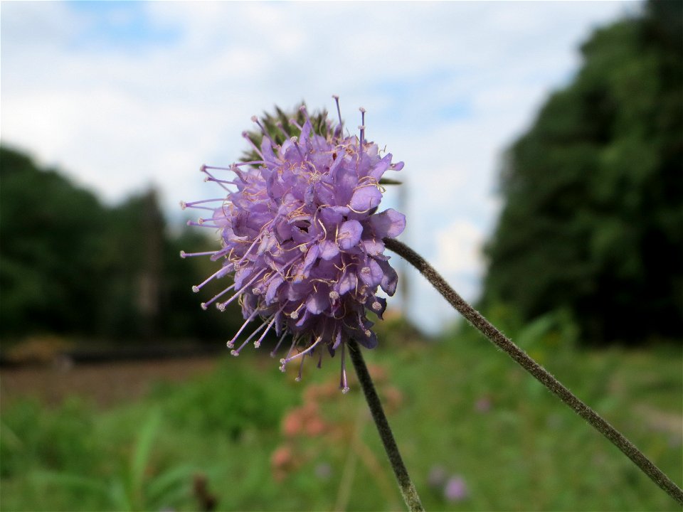 Gewöhnlicher Teufelsabbiss (Succisa pratensis) an einem Randstreifen der Rheinbahn in der Schwetzinger Hardt mit binnendünenartiger Vegetation