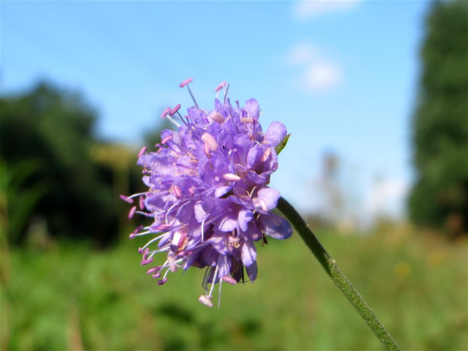 Gewöhnlicher Teufelsabbiss (Succisa pratensis) an einem Randstreifen der Rheinbahn in der Schwetzinger Hardt mit binnendünenartiger Vegetation