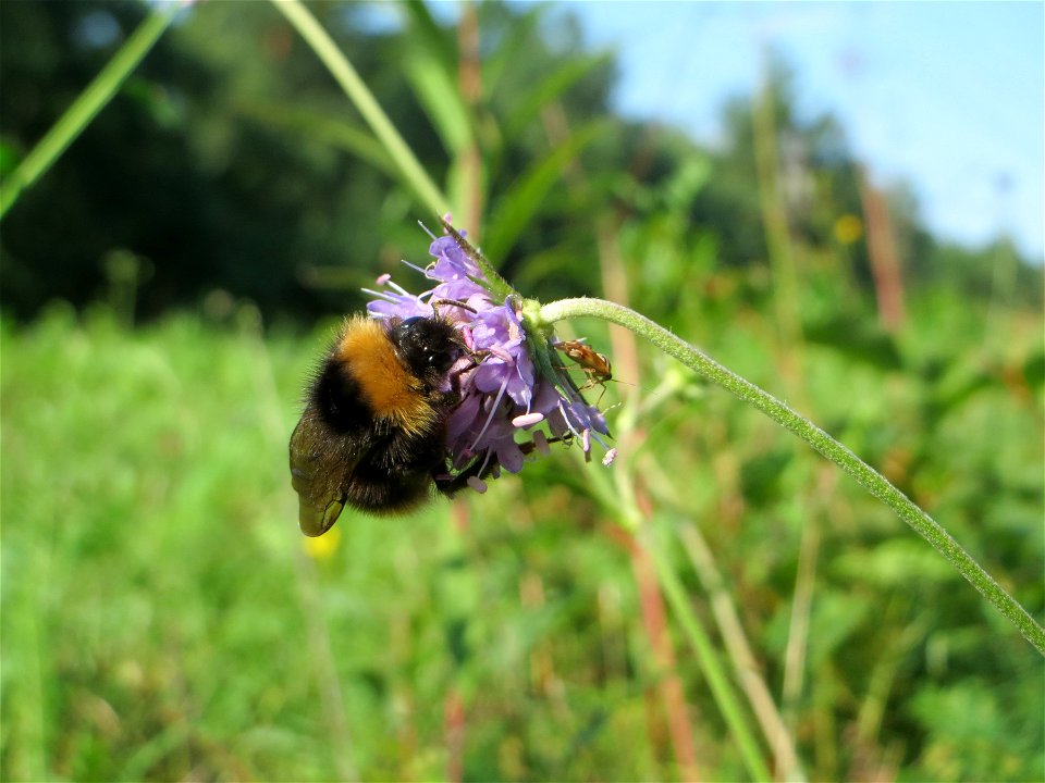Gewöhnlicher Teufelsabbiss (Succisa pratensis) an einem Randstreifen der Rheinbahn in der Schwetzinger Hardt mit binnendünenartiger Vegetation