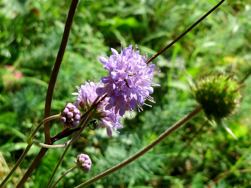 Gewöhnlicher Teufelsabbiss (Succisa pratensis) an einem Randstreifen der Rheinbahn in der Schwetzinger Hardt mit binnendünenartiger Vegetation