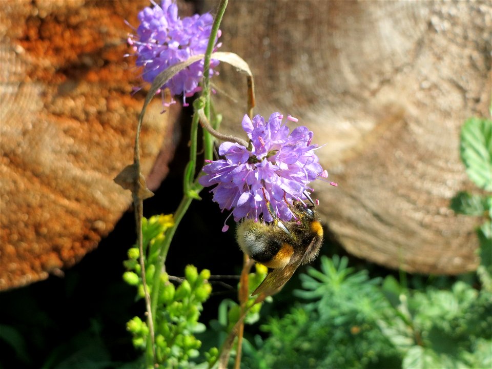Gewöhnlicher Teufelsabbiss (Succisa pratensis) an einem Randstreifen der Rheinbahn in der Schwetzinger Hardt mit binnendünenartiger Vegetation