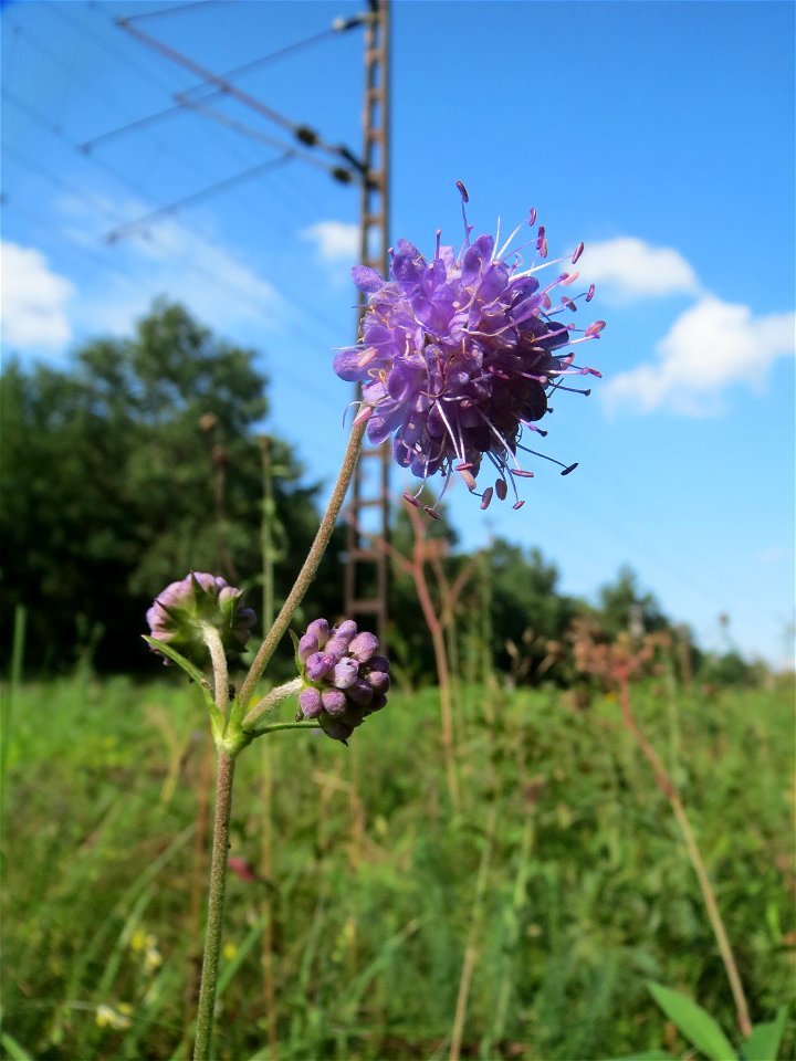 Gewöhnlicher Teufelsabbiss (Succisa pratensis) an einem Randstreifen der Rheinbahn in der Schwetzinger Hardt mit binnendünenartiger Vegetation